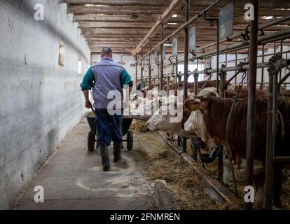 Jungbauer schiebt Schubkarre mit Heu für Kühe im Stall Stockfoto