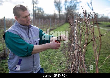 Junger Bauer schneidet im Winter Reben im Weinberg ab Stockfoto