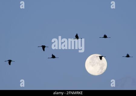 Silhouetted Common / Eurasische Kraniche (Grus grus) fliegen an einem Vollmond vorbei, während der Herbstmigrationsperiode, Mecklenburg-Vorpommern, Deutschland. Stockfoto