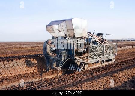 Im Oktober wird auf dem Moor Goldenstedt bei Vechta, Niedersachsen, eine mechanische Torfschneid- und Stapelmaschine betrieben. Stockfoto