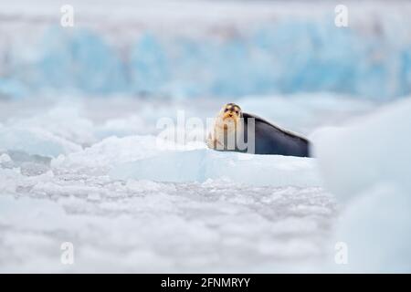 Niedliche Robbe in der Arktis verschneiten Lebensraum. Bärtige Robbe auf blauem und weißem Eis in arktischer Spitzbergen, mit aufziehender Flosse. Wildlife-Szene in der Natur. Stockfoto