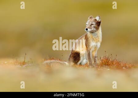 Arctic Fox, Vulpes lagopus, niedliches Tierporträt im Naturlebensraum, Wiese mit Blumen, Svalbard, Norwegen. Schönes wildes Tier im Whi Stockfoto