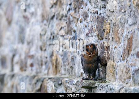 Scheune Eule, schwarz dunkelste Form in der Steinmauer Lebensraum. Eule sitzt auf dem Stein im Dorf. Wildlife-Szene aus der Natur, seltene dunkle Form des Vogels. Stockfoto