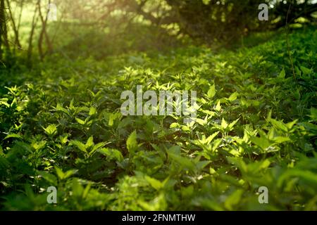 Wilde Brennnesseln fangen die Sonne. Selektiver Fokus auf Brennnesseln im Hintergrund der unscharfen Abendsonne. Nahaufnahme Stockfoto