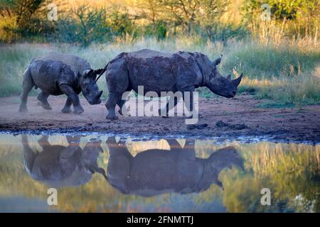 Nashorn im Pilanesberg NP, Südafrika. Weißes Nashorn, Ceratotherium simum, großes Tier in der afrikanischen Natur, in der Nähe des Wassers. Wildtierszene Fr. Stockfoto