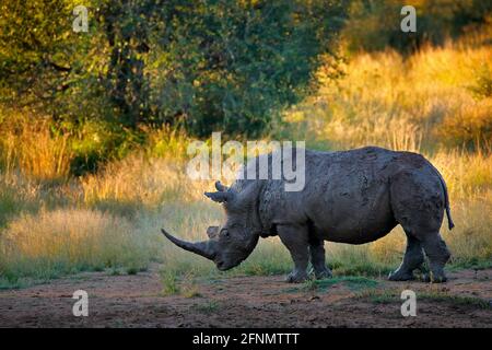 Nashorn im Pilanesberg NP, Südafrika. Weißes Nashorn, Ceratotherium simum, großes Tier in der afrikanischen Natur, in der Nähe des Wassers. Wildtierszene Fr. Stockfoto