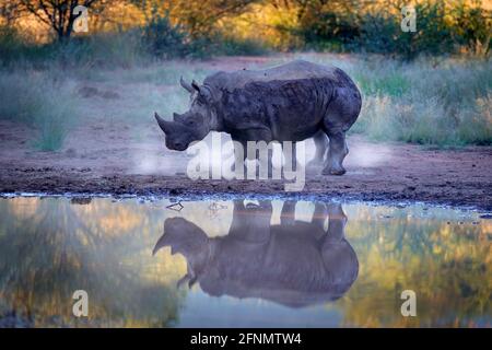 Nashorn im Pilanesberg NP, Südafrika. Weißes Nashorn, Ceratotherium simum, großes Tier in der afrikanischen Natur, in der Nähe des Wassers. Wildtierszene Fr. Stockfoto