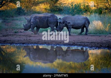 Nashorn im Pilanesberg NP, Südafrika. Weißes Nashorn, Ceratotherium simum, großes Tier in der afrikanischen Natur, in der Nähe des Wassers. Wildtierszene Fr. Stockfoto