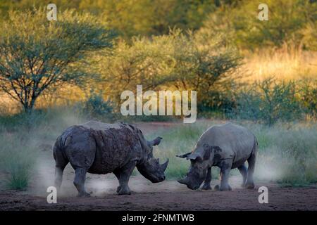 Nashorn im Pilanesberg NP, Südafrika. Weißes Nashorn, Ceratotherium simum, großes Tier in der afrikanischen Natur, in der Nähe des Wassers. Wildtierszene Fr. Stockfoto