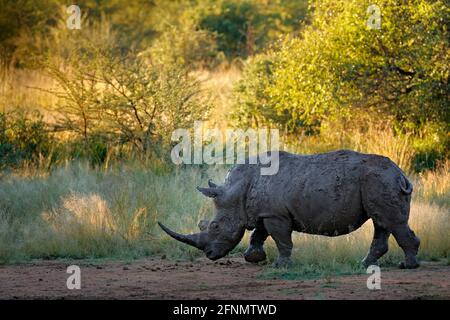 Nashorn im Pilanesberg NP, Südafrika. Weißes Nashorn, Ceratotherium simum, großes Tier in der afrikanischen Natur, in der Nähe des Wassers. Wildtierszene Fr. Stockfoto