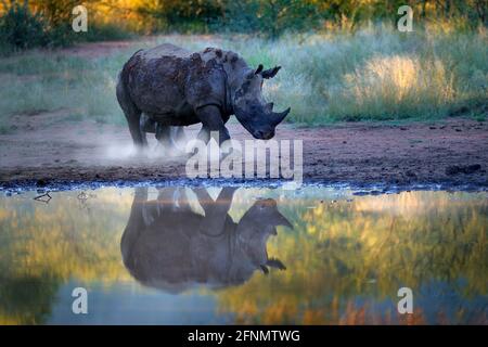 Nashorn im Pilanesberg NP, Südafrika. Weißes Nashorn, Ceratotherium simum, großes Tier in der afrikanischen Natur, in der Nähe des Wassers. Wildtierszene Fr. Stockfoto