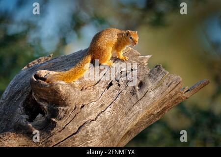 Baumhörnchen, Paraxerus cepapi chobiensis, Detail eines exotischen afrikanischen Kleinsäugers auf dem Baum. Okavango-Delta, Botswana, Afrika. Wildtiere Natur. Stockfoto