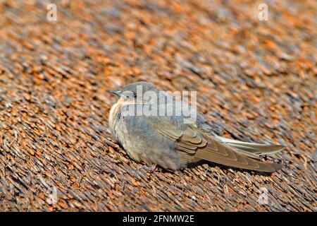 Rock martin, Ptyonoprogne fuligula, kleiner Singvögel aus der Schwalbenfamilie, auf dem Schilfdach sitzend, Vogel aus Namibia in Afrika. Rock martin in Stockfoto