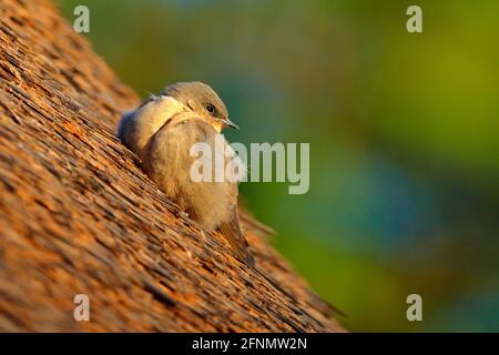 Rock martin, Ptyonoprogne fuligula, kleiner Singvögel aus der Schwalbenfamilie, auf dem Schilfdach sitzend, Vogel aus Namibia in Afrika. Rock martin in Stockfoto