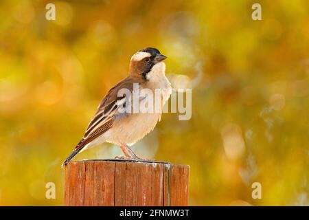 Weißbrauen-Sperling-Weaver, Ploepasser mahali, sitzt auf dem Baumstamm in der Natur Lebensraum. Schönes Abendlicht im Wald, Namibia, AFR Stockfoto