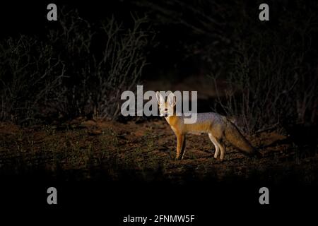 Afrika-Fuchs in der Nacht. Kapfuchs, Gesichts-Portrait in Kgalagadi, Botswana. Wildhund aus Afrika. Seltenes Wildtier, Abendlicht im Gras. Wildtierszene, O Stockfoto