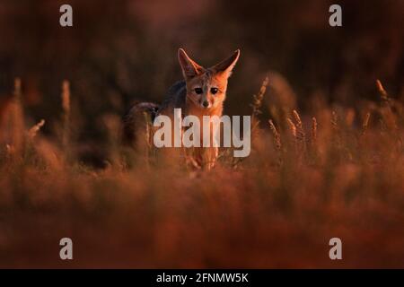 Afrika-Fuchs in der Nacht. Kapfuchs, Gesichts-Portrait in Kgalagadi, Botswana. Wildhund aus Afrika. Seltenes Wildtier, Abendlicht im Gras. Wildtierszene, O Stockfoto