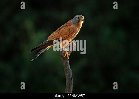 Felskestel, Falco rupicolus, sitzend auf dem Ast mit blauem Himmel, Kgalagadi, Botswana, Afrika. Greifvögel im natürlichen Lebensraum. Wildlife sce Stockfoto