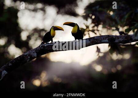 Tropischer Vogel im Wald. Regenzeit in Amerika. Kastanienbedornter Tukan, der im tropischen Regen auf dem Ast sitzt, mit grünem Dschungelhintergrund. Wildlife sc Stockfoto