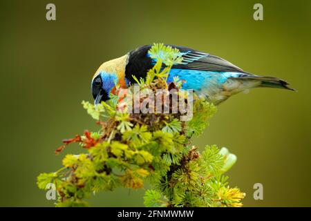 Tanager mit Goldhaube, Tangara-Larven, exotischer tropisch blauer Vogel mit Goldkopf aus Costa Rica. Wildlife-Szene aus der Natur. Tangare auf dem g sitzen Stockfoto