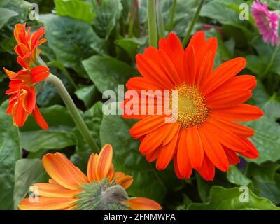 Nahaufnahme von isolierten orangegelben Gerbera (Garvinea) Blumen im Garten Zentrieren Stockfoto