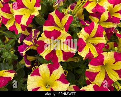 Draufsicht auf gelbviolette Petunienblüten im Gartencenter (Schwerpunkt auf Blüte in der Mitte) Stockfoto
