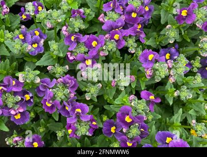 Draufsicht auf viele vereinzelte violett-gelbe Nemesienblüten mit Grüne Blätter im Gartencenter Stockfoto