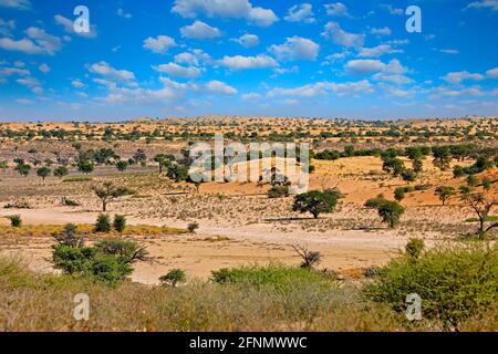 Kgalagadi Landschaft, in der Nähe des Kij Kij Wasserlochs. Sonniger heißer Tag in Afrika. Kgalagadi Transfrontier Park, Südafrika. Orangefarbene und rote Sanddüne mit g Stockfoto