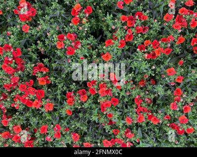 Draufsicht auf viele vereinzelte rote Nemesienblüten mit Grün Blätter im Gartencenter Stockfoto