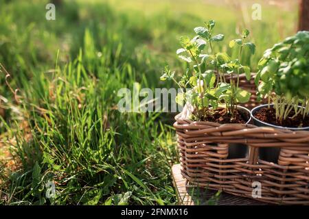 Gartenhobby, gesundes veganes Esskonzept mit grüner Minze und Basilikumkräutern im Metalltopf im Holzkorb im Garten grünes Gras mit verschwommenem Stockfoto