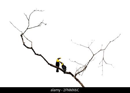 Tropischer Vogel im Wald. Regenzeit in Amerika. Kastanienbedornter Tukan, der im tropischen Regen auf dem Ast sitzt, mit grünem Dschungelhintergrund. Wildlife sc Stockfoto