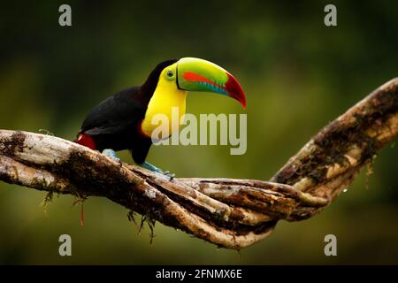 Tropischer Vogel aus Guatemala. Kielschnabel-Toucan, Ramphastos sulfuratus, Vogel mit großem Schnabel, der im Wald auf einem Ast sitzt. Naturreisen in Zentral am Stockfoto