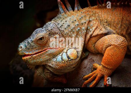 Wildtiere Natur, große Eidechse. Portrait von orangenen Leguanen im dunkelgrünen Wald, Costa Rica. Wildlife-Szene aus der Natur. Nahaufnahme des Gesichts Porträt von li Stockfoto