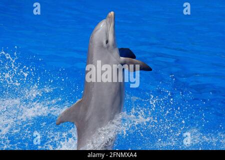 Meereswelle mit Tier. Der große Tümmler Tursiops trunkatus im blauen Wasser. Wildlife-Action-Szene aus dem Meer Delphin springt aus dem Meer. Spaß Stockfoto