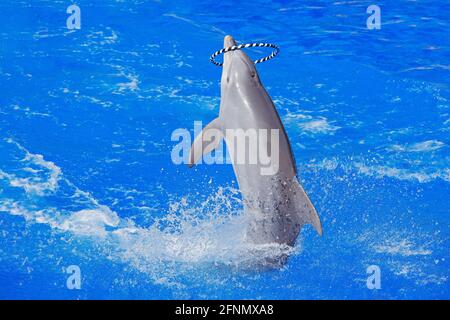 Delphin mit Reifring - lula Hopfen Schollen im Meer. Meereswelle mit Tier. Der große Tümmler Tursiops trunkatus im blauen Wasser. Wildlif Stockfoto