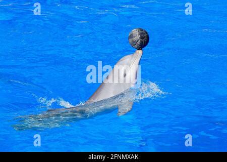 Meereswelle mit Tier. Der große Tümmler Tursiops trunkatus im blauen Wasser. Wildlife-Action-Szene aus dem Meer Delphin springt aus dem Meer. Spaß Stockfoto