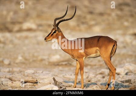 Impala Aepyceros melampus Etosha National Park, Namibia Stockfoto