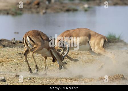 Impala - Männchen Sparring Aepyceros melampus Etosha Nationalpark, Namibia Stockfoto