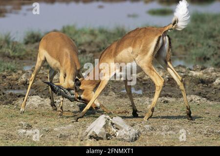 Impala - Männchen Sparring Aepyceros melampus Etosha Nationalpark, Namibia Stockfoto