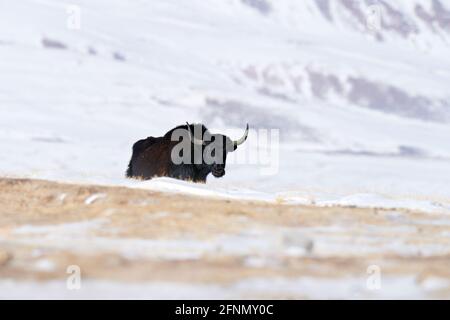 Wilder Yak, Bos mutus, große Wildschweine, die im Himalaya beheimatet sind, Winter-Bergaufstellung, Tso-Kar-See, Ladakh, Indien. YAL vom tibetischen Plateau, im Schnee Stockfoto