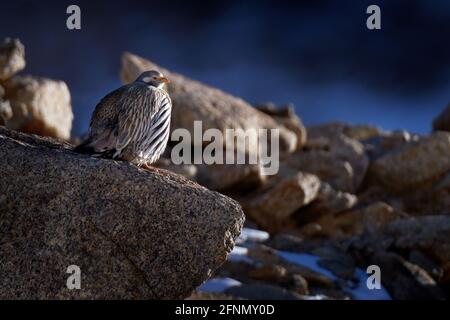 Himalaya-Schneehahn, Tetraogallus himalayensis, wilder Fähnchen in Winterbergaufstellung, Tso-Kar-See, Ladakh, Indien. Vogel vom tibetischen Plateau, in t Stockfoto