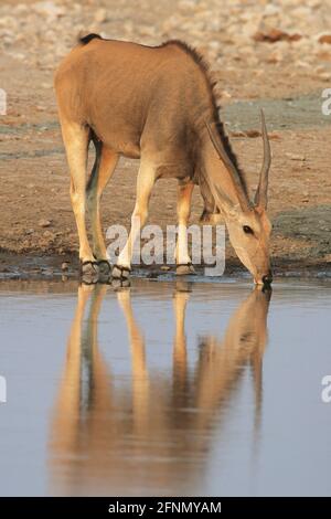 Cape Eland - Trinken im Waterhole Taurotragus oryx oryx Etosha National Park, Namibia Stockfoto