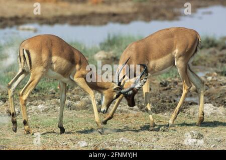 Impala - Männchen Sparring Aepyceros melampus Etosha Nationalpark, Namibia Stockfoto