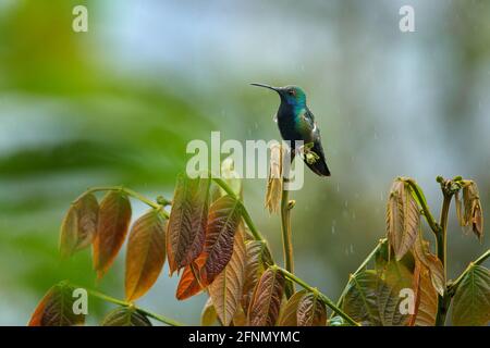 Grün und blau Kolibri Schwarzkehliger Mango, Anthracothorax nigricollis, sitzend auf der grünen Vegetation im Tropenwald. Stockfoto