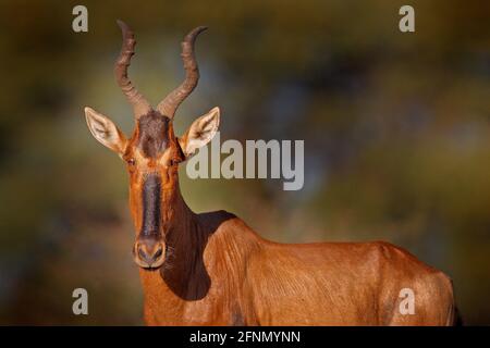 Hartebeest im Gras, Namibia in Afrika. Rot, Alcelaphus buselaphus caama, Detailportrait von großen braunen afrikanischen Säugetieren in Natur Lebensraum. Sassaby Stockfoto