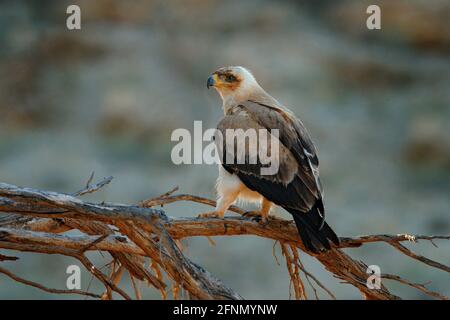 Waldadler, Aquila rapax, weiße Form sitzt auf dem Zweig in der afrikanischen Wüste, Kgalagadi Transfrontir Park, Botswana, Südafrika. Vogel im Ha Stockfoto