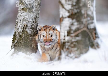 Sibirischer Tiger, Panthera tigris altaica. Action Wildlife-Szene mit gefährlichen Tieren. Kalter Winter in der Taiga, Russland. Schneeflocken mit Wildkatze. Tiger in Stockfoto