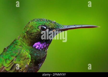 Black-Throated Brilliant, Heliodoxa schreibersii, detailliertes Kopfporträt von Kolibris aus Ecuador und Peru. Glänzender, blechender Vogel, grünes und violettes Gefieder Stockfoto