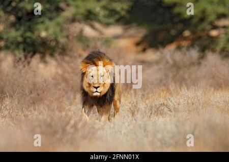 Afrikanischer Löwe. Kgalagadi schwarzer Mähne Löwe. African Danger Animal, Panthera leo, Detail von Big, Botswana, Afrika. Katzen im natürlichen Lebensraum. Wilde Katze im Stockfoto