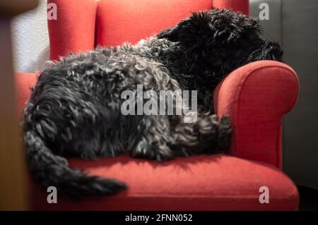 Black Miniature Schnauzer schläft auf einem roten Kindersitz, im Licht einer Stehlampe, nach einem aktiven Spaziergang in der Natur. Stockfoto